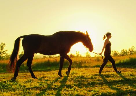 Nouveau plan cheval en Mayenne