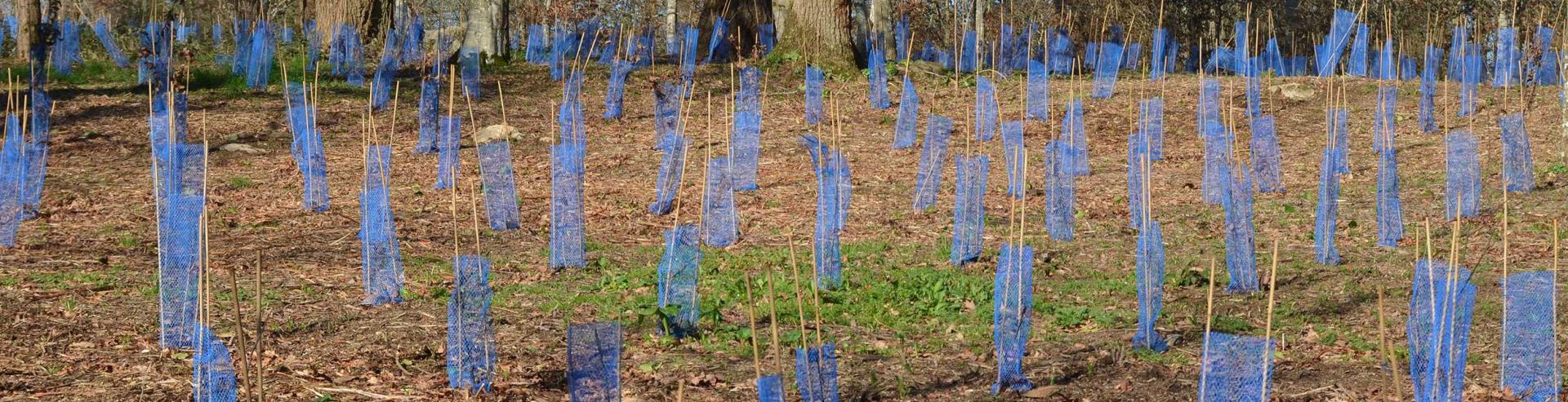 Aide à la plantation d'arbres